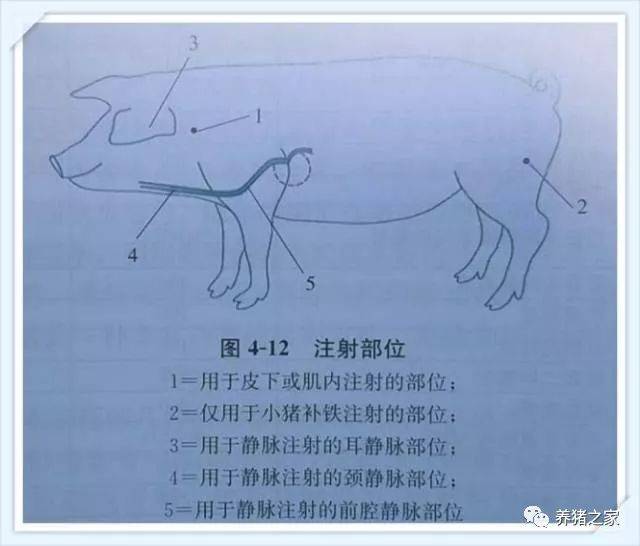 如何给猪打针最科学有效呢?