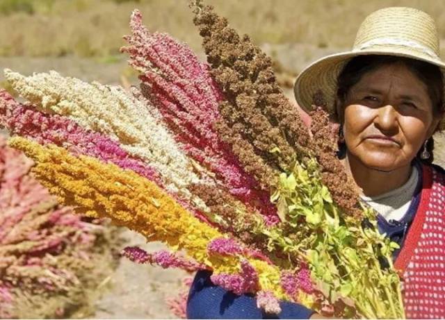 藜麦原产自南美洲的安第斯山区