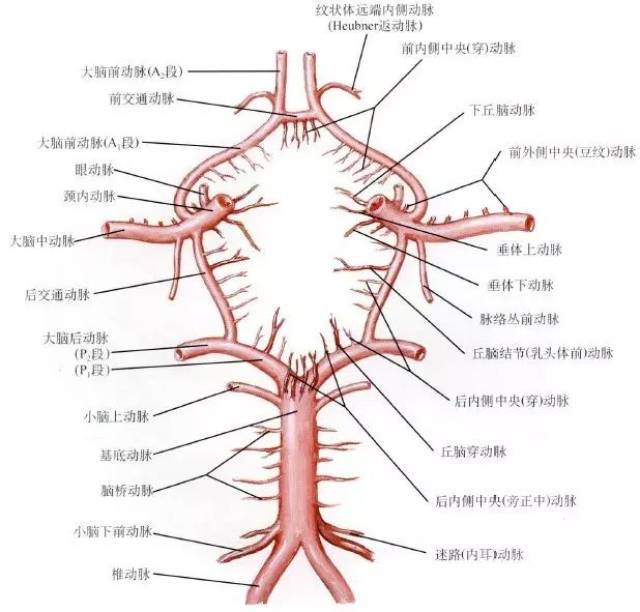 椎动脉的临床应用解剖