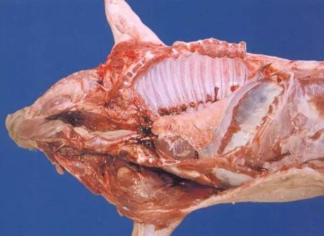 【兽医技术】多图教你学会猪的病理解剖,值得收藏!