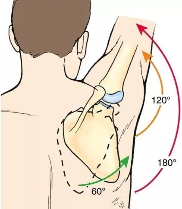 观察肩肱关节活动的时间点,稳定性,精确度,流畅度是否符合肩胛盂肱