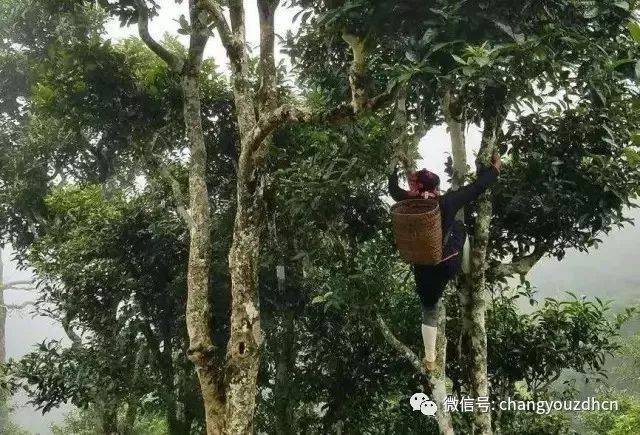 在丰沙里,喝了老挝古树茶