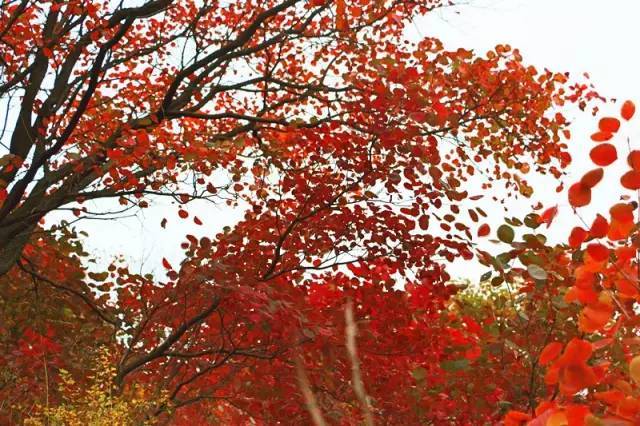 一年最美红叶石门坊,11月5号周日欢迎相伴知山乐水石门坊赏红叶