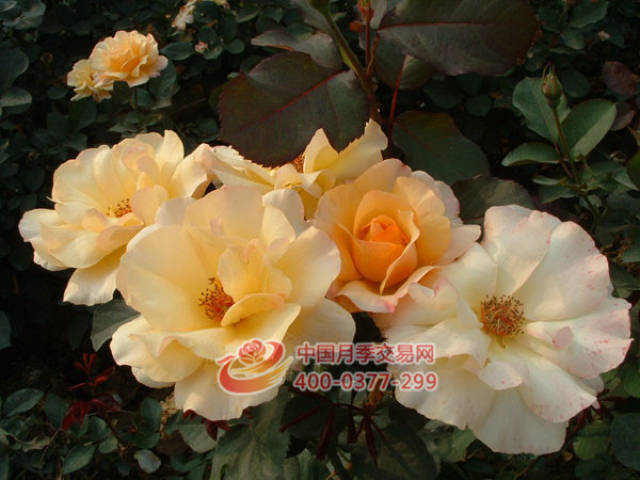 月季的种植技术贴(图1) 月季的种植技术贴(图1)