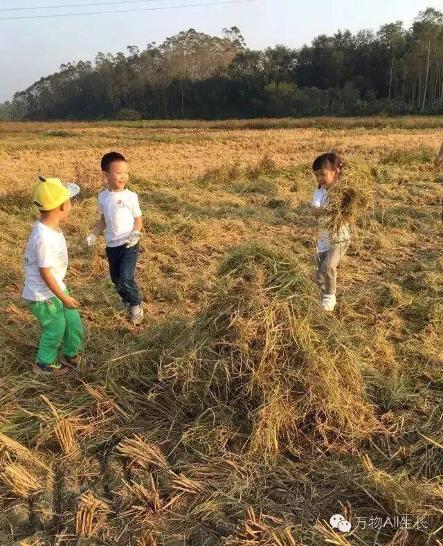 12:30 午餐 午休  14:30 收割稻谷 脱稻谷 扎稻草人 晒谷子 观辗米