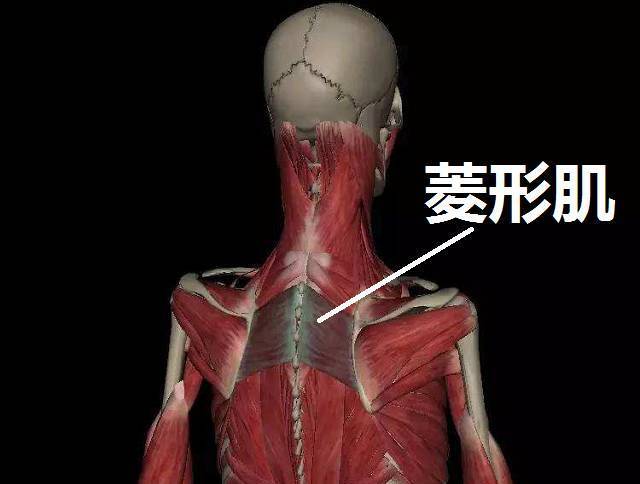 肩后剧痛,可覆盖肩胛骨,并向上臂后侧延伸至肘关节,还可以环绕腕部的