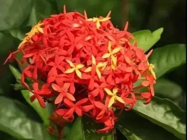 一点红的花有几种颜色 7a5bd33ba3c44e578ea1a80e43547526.jpeg