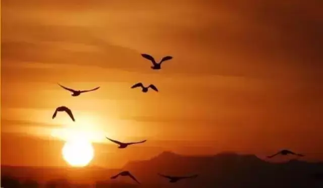 萨克斯《鸿雁》,美的难以置信,背后的故事更感