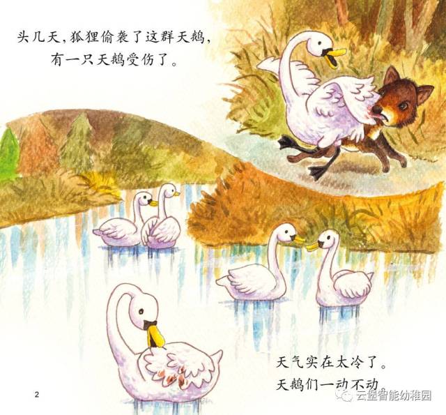 【绘本分享】远去的白天鹅