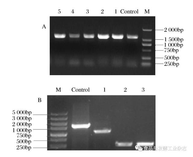 新稿速递┃代谢工程改造escherichiacoli生产3-羟基丙酸