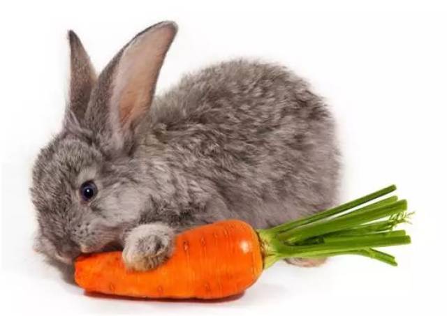 兔子抱胡萝卜猜成语_简笔画兔子抱胡萝卜