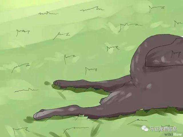 狗吃了巧克力怎么办?三种方法教你治疗吃了巧