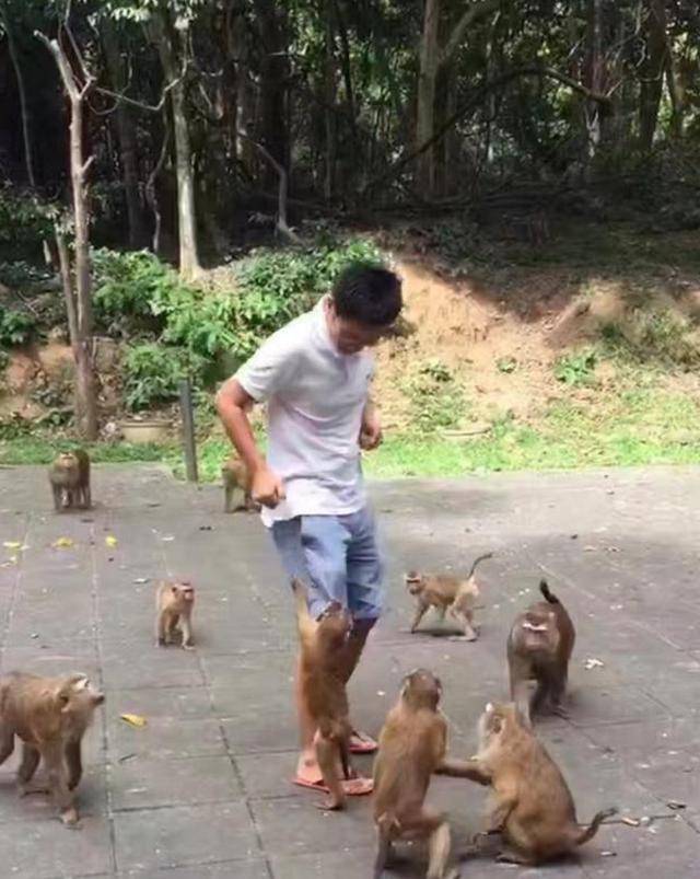 游客给动物园猴子喂食,结果被猴子群打了