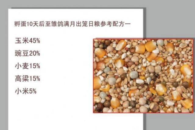 【鸽经验】17张图表,揭秘种鸽幼鸽成鸽赛前赛后四季饲料配比.