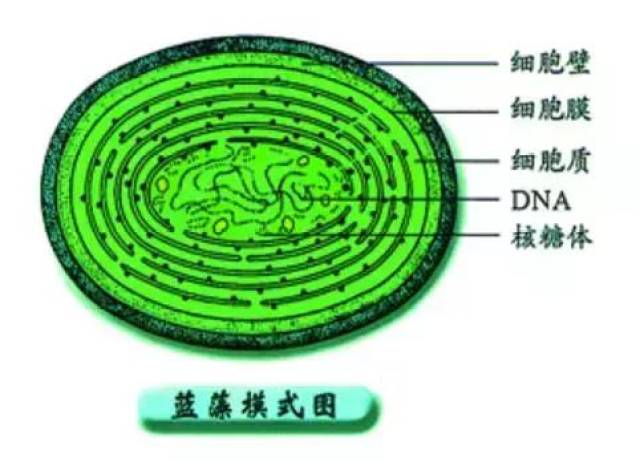 进化为有细胞结构的原核生物(包括细菌)