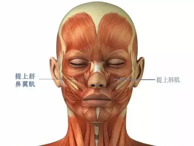 我们大笑时的提上唇肌,以及提上唇鼻翼肌有关 就是这两块▼