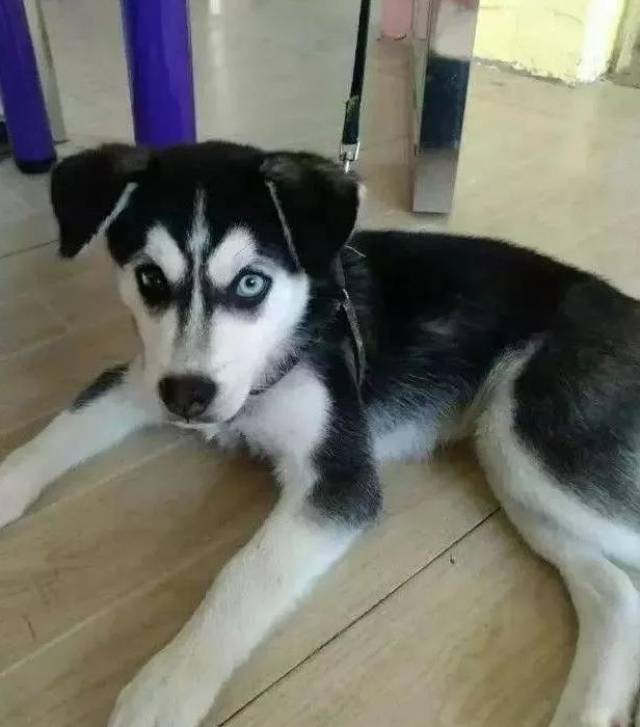 德牧柯基不立耳就算了,哈士奇也不立耳是个什