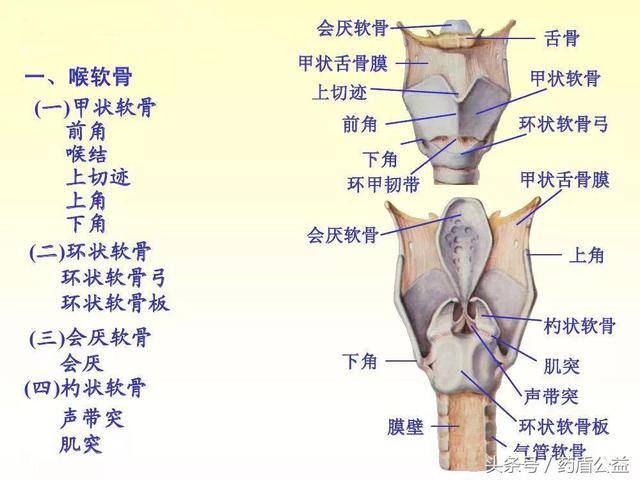 杓状软骨近似三棱锥形,有三个面和底部及顶部,大部分喉内肌起止于此
