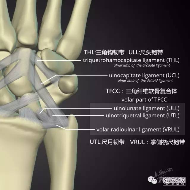 桡腕关节可作屈,伸,展,收及环转运动,其中伸的幅度比屈的小,这是由于