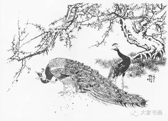书画名家经典课堂:著名画家孙其峰先生《花鸟画谱》之孔雀的画法