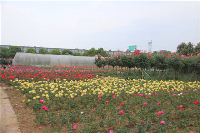 花海旅游风暴来袭 一片花海见证旅游变革(图1) 花海旅游风暴来袭 一片花海见证旅游变革(图1)
