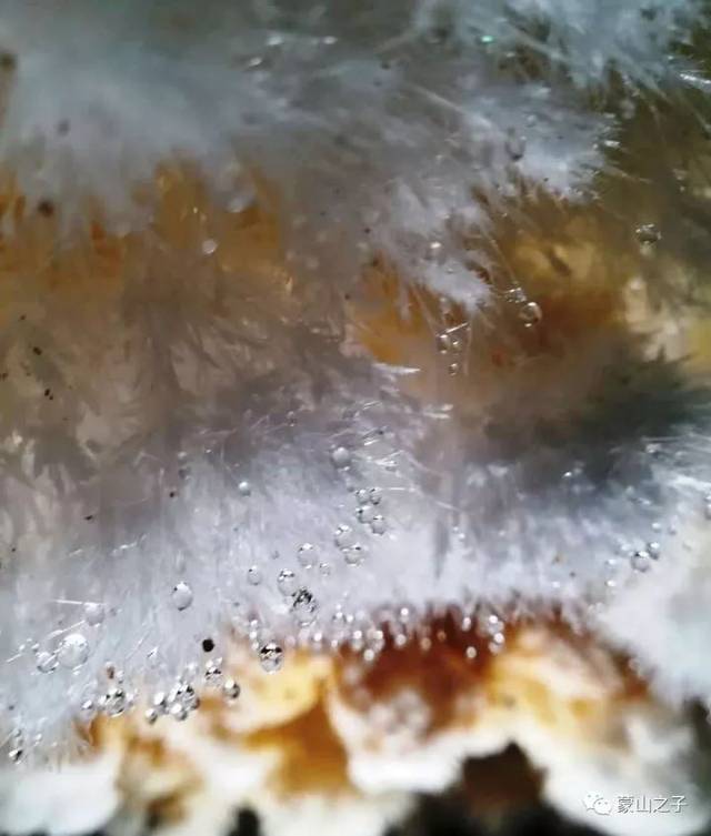 ▼正在生长的绒毛状石花,可以吹动,世间少有