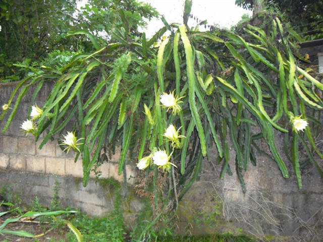 一棵霸王花种了八年,花吃不完晒干,老是有人上家里来买