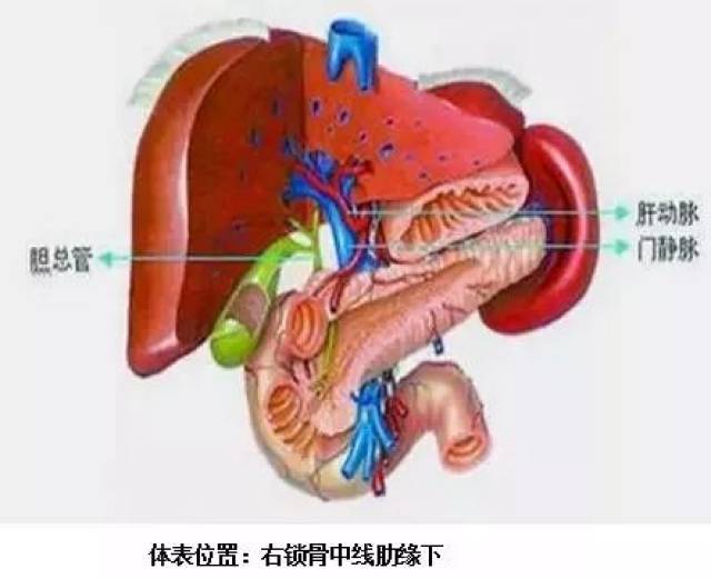 急,慢性胆囊炎用药指导及联合用药全集