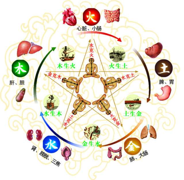 【健康养生】五脏与美丽的紧密关系