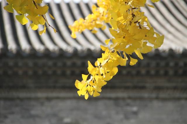 高考快讯:广东拟合并一二本录取 上海2018年艺