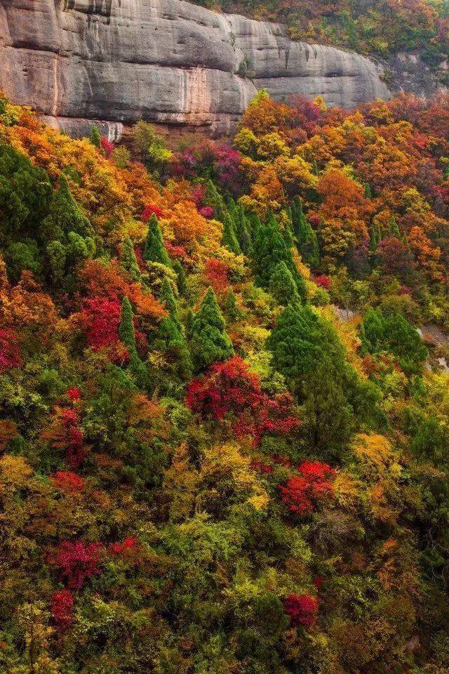 金秋时节的照金香山,天高云淡,满山的红叶如火,风景如画,美不胜收.