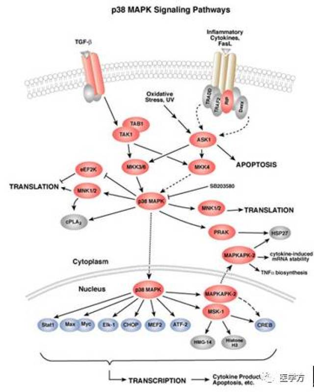 肿瘤研究八大明星通路之mapk信号通路的解说