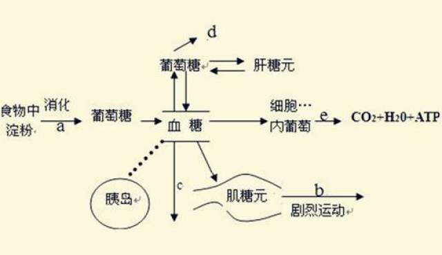 2,影响脂肪,蛋白质代谢