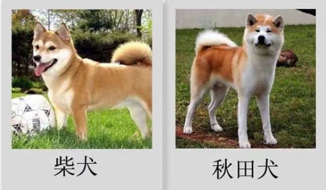 【宠界趣闻】秋田柴犬傻傻分不清楚?