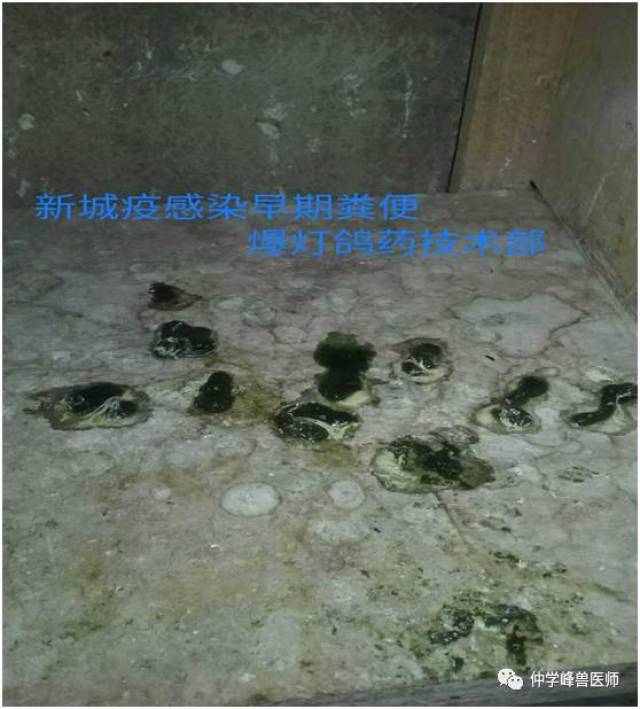 入侵坐骨神经则导致瘫痪麻痹.入侵消化道则呕吐,拉稀.