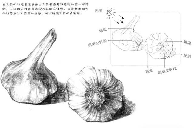 素描入门:素描蒜头怎么画?