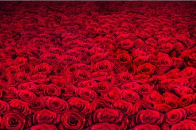 在那层层叠叠的红色玫瑰上面,米白色卡板上的字格外的吸引眼球!