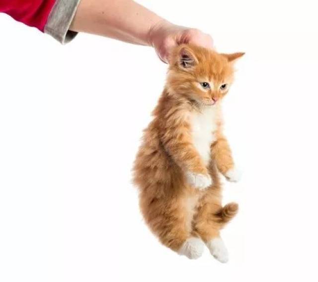 论如何正确抱起一只猫