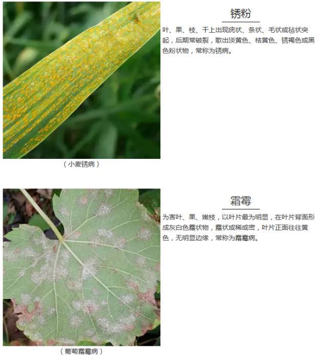 真菌病害怎样正确选择杀菌剂