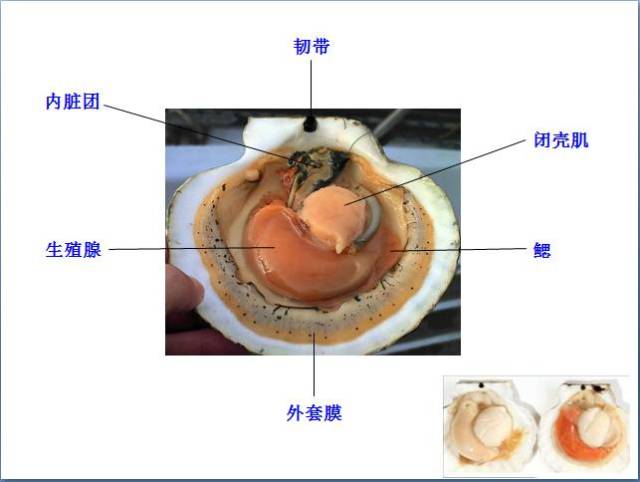 通过认吴博士的示范和介绍,同学们不但掌握了扇贝的解剖方法,找到了