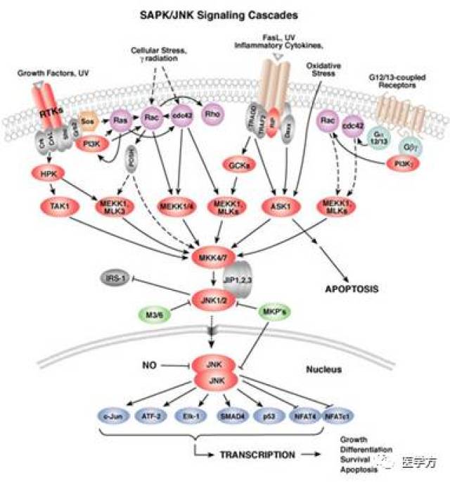 肿瘤研究八大明星通路之mapk信号通路的解说