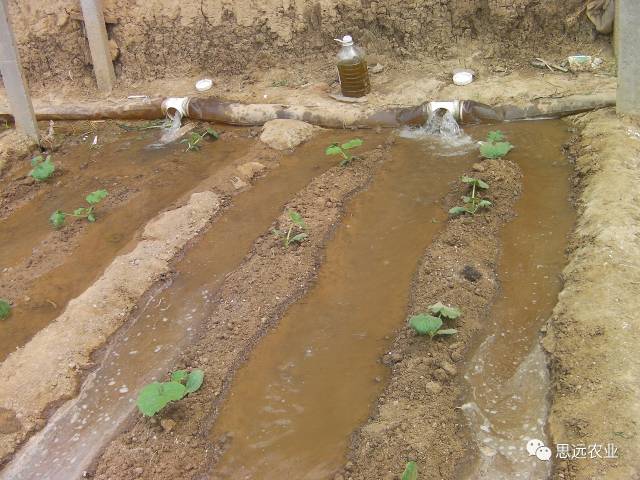 定植水大水浇透,随水冲施沃地绿卫2桶/亩