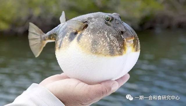 何为河豚 我们都知道河豚一