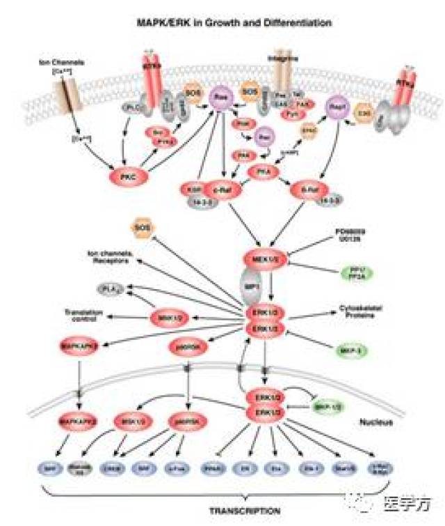 肿瘤研究八大明星通路之mapk信号通路的解说
