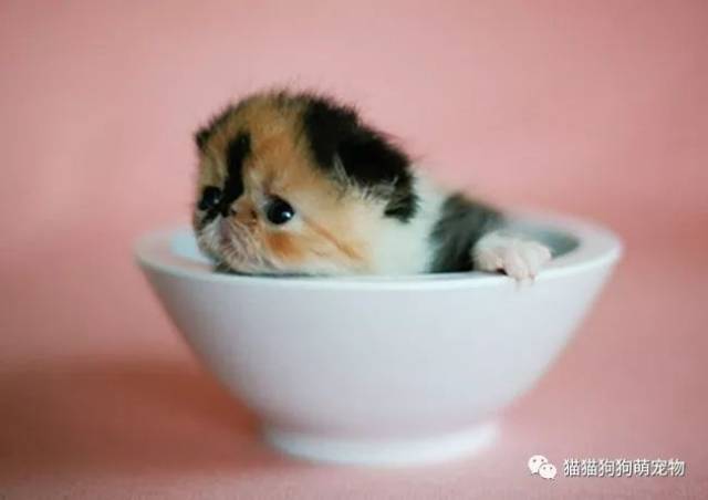 坐在杯子里的小动物,真的是太可爱了