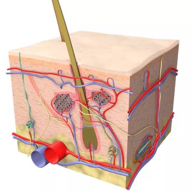 格健自体亚全能干细胞--女人终身美丽的秘密