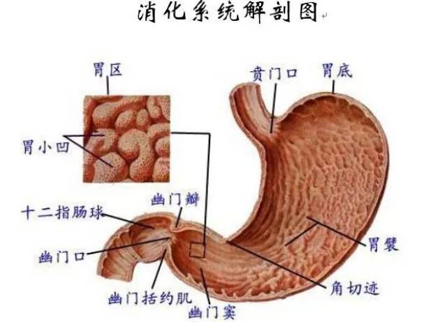 消化系统解剖图
