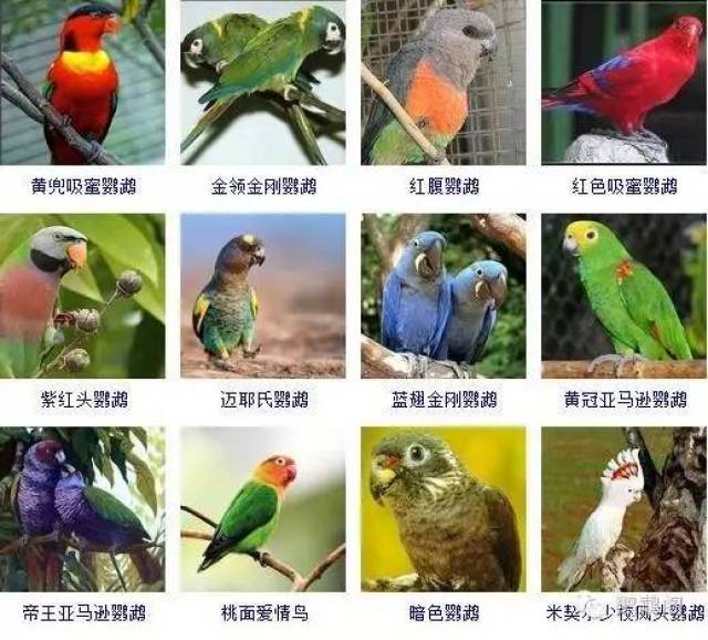 鹦鹉的各种品种,没见过这么全的!