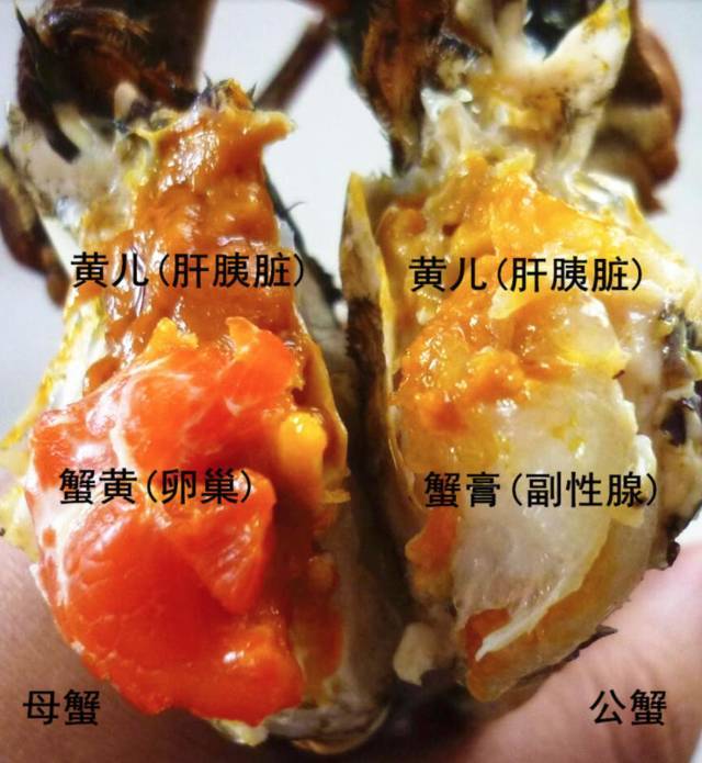 蟹黄,蟹膏是蟹的什么部位?