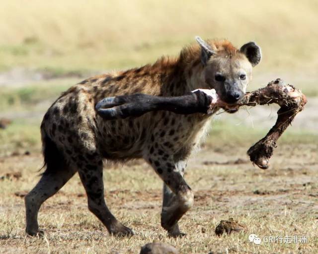 虽说咬人的狗非野生动物,但和东非大草原上的鬣狗(hyena),野狗(wild